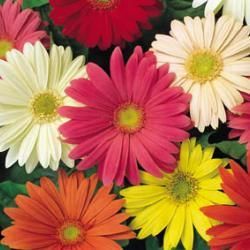 Gerbera Jamesonii Hybrids Kings Seeds £1.75 Gerbera Daisy Seeds, Gerbera Jamesonii, Crepe Paper Crafts, Gladiolus Flower, Gerbera Flower, Diy Flores, Fleurs Diy, Crepe Paper Flowers, How To Make Paper Flowers