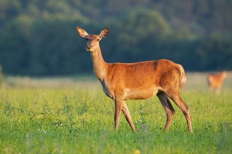 Side view of tender red deer, cervus elaphus, hind standing on a hay field facing camera in summer at sunrise. Low angle of elegant female deer animal in the peaceful wild listening with ears ready. Deer Side View, Deer Female, Hay Field, Female Deer, Deer Animal, Forest And Wildlife, Deer Tattoo, Animal Reference, Draw Ideas