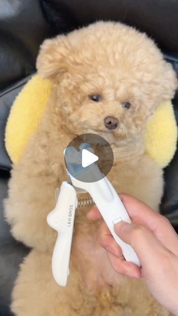 Dogs | Puppies on Instagram: "Spa day ♥️ Part 20" Cute Fluffy Dogs, Dog Spa, Fluffy Dogs, Dogs Puppies, Spa Day, Dogs And Puppies, Spa, Puppies, Dogs