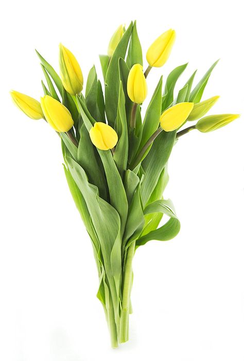 . Tulip Bouquet, Nothing But Flowers, Flower Care, Flower Therapy, Yellow Tulips, Garden Living, Fresh Cut Flowers, Wholesale Flowers, Tulips Flowers