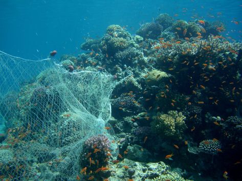 Bycatch Fishing, Ghost Fishing, Ocean Cleanup, Marine Debris, Marine Pollution, Ocean Pollution, Animal Agriculture, Water Pollution, Marine Conservation