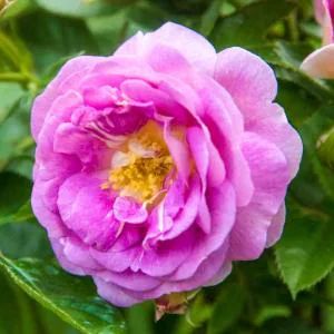 Spring Hill Nurseries Pink Flowers Pearly Gates Climbing Rose Live Bareroot Plant (1-Pack)-74041 - The Home Depot Lavender Color Flowers, Rose Diseases, Plant Lavender, Rose Live, Landscaping With Roses, Floribunda Rose, Floribunda Roses, Spring Hill Nursery, Types Of Roses