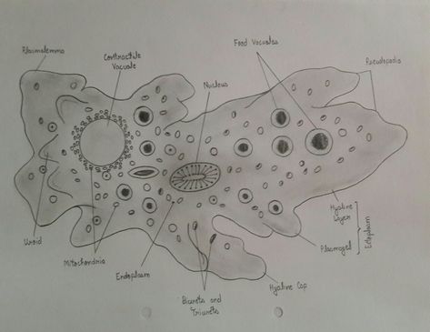 Amoeba Amoeba Diagram, Bear Drawings, Biology Facts, Biology Lessons, Cute Bear Drawings, Biology Notes, Medical University, School Art, Medical School