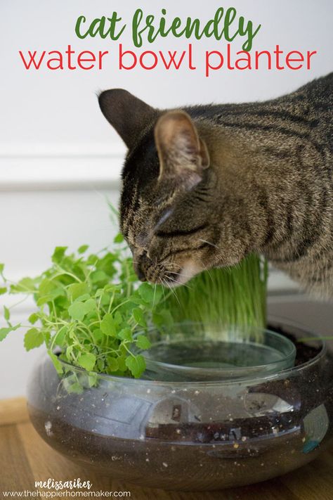 Create a cute DIY Cat Water Bowl Planter with catnip and cat grass-my cat LOVED this! Water Bowl Planter, Katt Diy, Katt Grejer, Kat Diy, Cat Water Bowl, Ocicat, Bowl Planter, Cat Grass, Cat Hacks