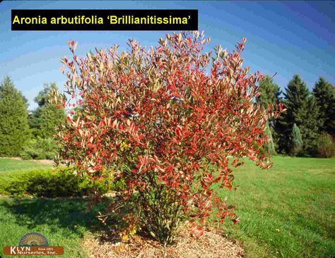 ARONIA arbutifolia 'Brilliantissima' - Brilliant Red Chokeberry Aronia Melanocarpa, Wholesale Plants, Companion Plants, Wild Garden, Ornamental Trees, Flowering Shrubs, Dream Backyard, Companion Planting, Shade Garden