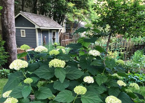 Native Garden, Native Plants, Curb Appeal, Hydrangea, Maryland, Pennsylvania, Flower Garden, Nativity, Virginia