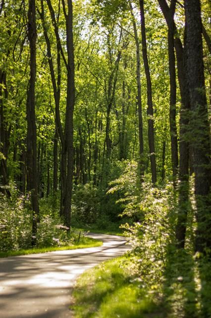 Lansing River Trail.  East Lansing Michigan.  12.6 Miles. East Lansing Michigan, College Tour, Lansing Michigan, East Lansing, River Trail, State Of Michigan, Michigan State Spartans, Beautiful Forest, Tourist Places