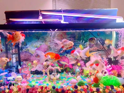 My fish tank Kawaii Fish Tank, Fish Perspective, Aquarium Reference, Fish Tank Aesthetic, Tank Aesthetic, Kawaii Fish, Aesthetic Fish, Tank Terrarium, Goldfish Aquarium