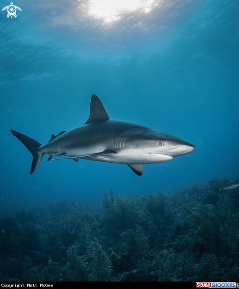 Caribbean Reef Shark  in Grand Bahama Island -  Bahamas Shark Pics, Caribbean Reef Shark, Greenland Shark, Grand Bahama Island, Sculpture Relief, Grey Reef Shark, Shark Species, Types Of Sharks, Shark Photos