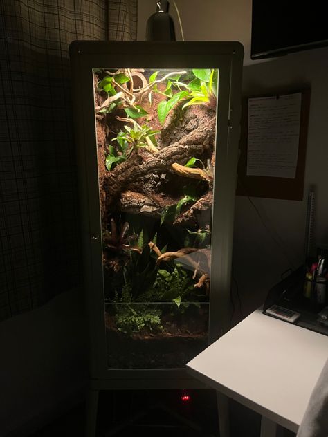 Nature gecko vivarium terrarium spider wood bioactive plants Curio Cabinet Terrarium, Diy Frog Terrarium, Ikea Cabinet Terrarium, Bioactive Crested Gecko Enclosure, Ikea Vivarium, Gecko Terrarium Diy, Diy Terrarium Reptile, Crested Gecko Enclosure Ideas, Diy Crested Gecko Enclosure