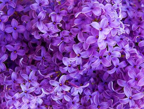 Deep purple lilacs. No idea who's work this is, I'd love to know. Theme Rp Soft Purple, Flowers Pastel, Violet Aesthetic, Purple Flowers Wallpaper, Purple Vibe, Lavender Aesthetic, Purple Themes, Flowers Aesthetic, Lilac Flowers