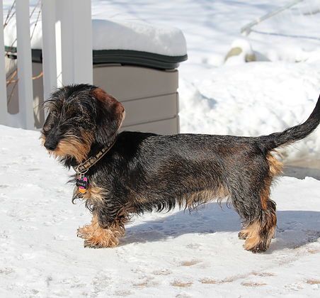 Best Apartment Dogs, Wirehaired Dachshund, Standard Dachshund, Dachshund Breed, Apartment Dogs, Dachshund Funny, Clever Dog, Miniature Dachshunds, Wire Haired Dachshund