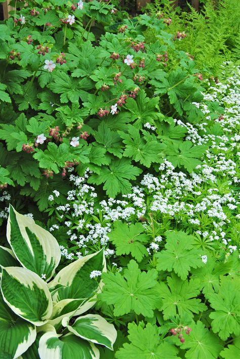 Hosta 'Patriot', geranium macrorrhizum 'Spessart' and galium odoratum for a shade garden. Design by Bonander Garden Design Galium Odoratum, Hosta Patriot, Plants For Shade, Geranium Macrorrhizum, Practical Garden, Shade Garden Design, Shade Gardens, Zone 7, Vertical Farming