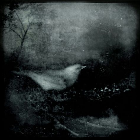 Intao - Bird Songs Concept Album, Organic Art, Dark Photography, Song Bird, Editorial Illustration, Album Art, Figurative Art, Bird Art, Beautiful Wallpapers