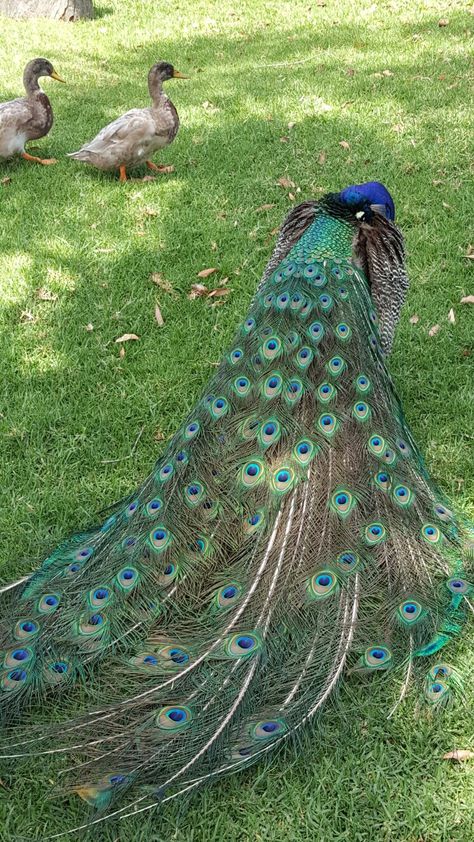 Pet Peacock, Peacock Farm, Backyard Barn, Nandi Hills, Animal Garden, Farm Lifestyle, Chicken Garden, Peace Illustration, Snap Friends