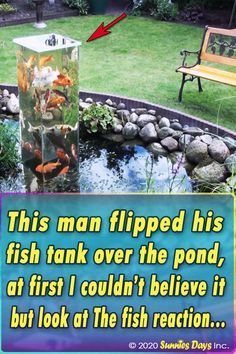 Very nice, interesting how the fishies seem to like it so much. #Fish #Tank #Pond #Decor #Backyard #Genius Indoor Pond Ideas, Self Cleaning Fish Tank, Outdoor Fish Tank, Pond Ecosystem, Outdoor Fish Ponds, Koi Pond Backyard, Unique Fish Tanks, Pond Diy, Above Ground Pond