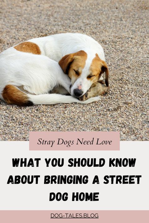 Bringing a street dog into your home can be a heartwarming, yet challenging experience. 🐕 Find out the essential dog care tips and insights from foster moms and dog rescue experts. 🏡 Save this pin to help make the adoption process smoother! 🐾 Fostering Dogs, Dog Emotions, Living With Dogs, Shelter Dog, Foster Dog, Dog Cleaning, Dog Home, Street Dogs, Foster Mom