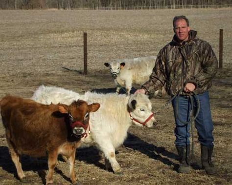 Learn more about buying and caring for small-breed milk cows from an experienced breeder. Miniature breeds are an easy entry into the world of dairy cattle. Mini Cattle, Park Miniature, Newborn Christmas Pictures, Cow Breeds, Dexter Cattle, Miniature Cattle, Milk Cows, Miniature Cows, Homesteading Animals