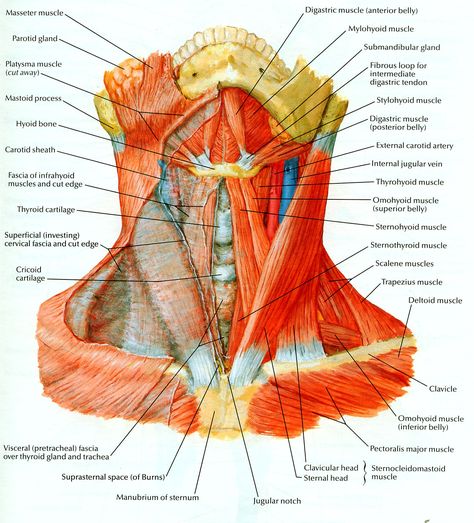 Netter 023 Neck Muscles Anterior View Neck Muscle Anatomy, Anatomy Head, Neck Anatomy, Muscle Diagram, Head Muscles, Anatomy Organs, Muscles Of The Neck, Neck And Shoulder Muscles, Gross Anatomy