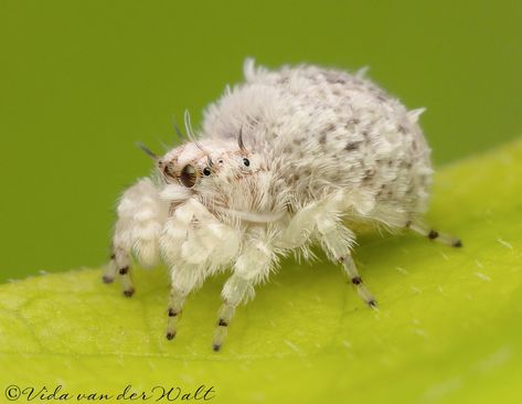 Spider Species, Cool Insects, Bug Collection, Cool Bugs, Jumping Spider, Beautiful Bugs, Unusual Animals, Pretty Animals, Little Critter