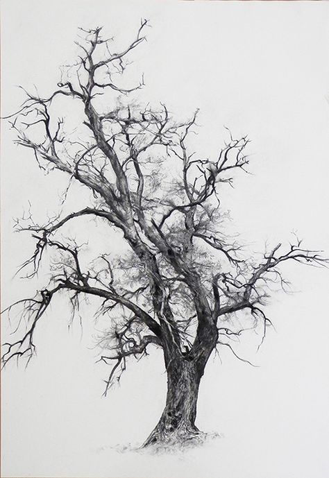 Branches on Behance Tree Drawing Charcoal, Branches Drawing Sketch, Branch Tree Drawing, Detailed Tree Drawing, How To Draw Tree Branches, Trees Sketching, Charcoal Tree Drawing, Tree Branches Drawing, Tree Charcoal Drawing