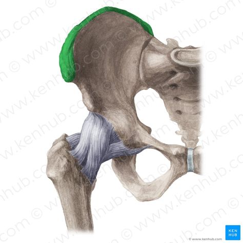 Sartorius Muscle, Types Of Fractures, Tensor Fasciae Latae, Femoral Nerve, Greater Trochanter, Femur Bone, Pelvic Girdle, Pelvic Bone, Arteries And Veins