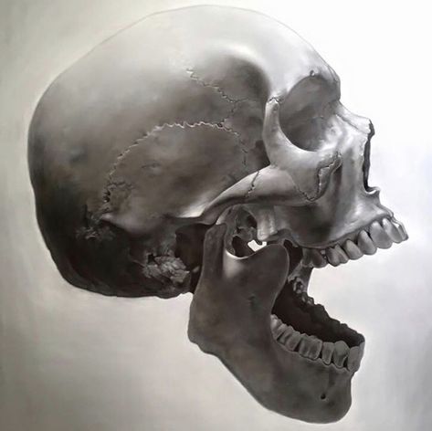 Skull Side View, Skull Anatomy, Skull Reference, Human Bones, Human Anatomy Drawing, Face Drawing Reference, 얼굴 그리기, Drawing Heads, Human Anatomy Art