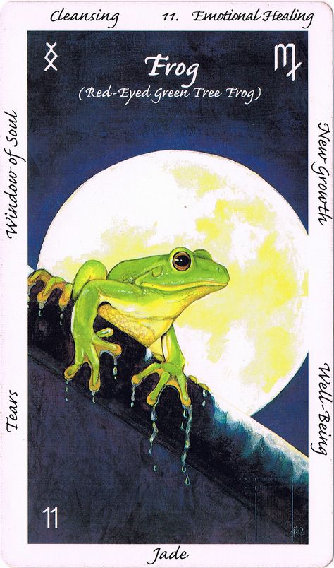 The medicine (Wisdom) of Frog is that of Cleansing and Emotional Healing. Frog medicine helps us to cleanse the soul. Emotional Healing is accessed via our cleansing of the soul through our tears. These are released from the eyes, that are the windows of our souls. Allow the tears to flow uninterrupted. Frog announces and calls the arrival of the rains that have a purifying and cleansing effect upon Earth Mother.  Wisdom of Australian Animals. Frog Symbolism, Frog Medicine, Cat Advice, Animal Tarot, Spirit Animal Totem, Green Tree Frog, Oracle Cards Decks, Animal Medicine, Card Images