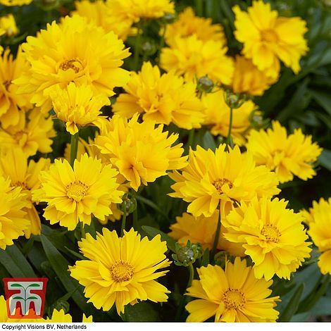 Coreopsis Grandiflora, Agapanthus Plant, Petunia Plant, Perennial Flower, Biennial Plants, Sun Perennials, Fields Of Gold, Long Flowers, Hardy Perennials