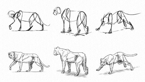 How to Use Gestures to Draw Creatures From Imagination Lion Anatomy, Marvel Movies In Order, Drawings Of People, Gesture Drawings, Cat Sketch, Gesture Drawing, Drawing For Beginners, Pencil Art Drawings, Animal Sketches