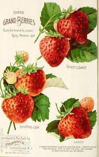 Strawberry Seed Packet, Strawberry Seed, Strawberry Garden, Cocoppa Wallpaper, Strawberry Fruit, Ornamental Trees, Instant Art, Vintage Illustrations, Flower Artwork