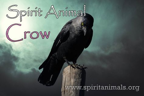 Crow Spirit Animal – Meaning and Interpretations - Spirit Animals Otter Spirit Animal, Crow Meaning, Crow Spirit Animal, Spirit Animal Meaning, Animal Meanings, Guardian Spirit, Power Animal, Spirit Guide, Spirit Animals