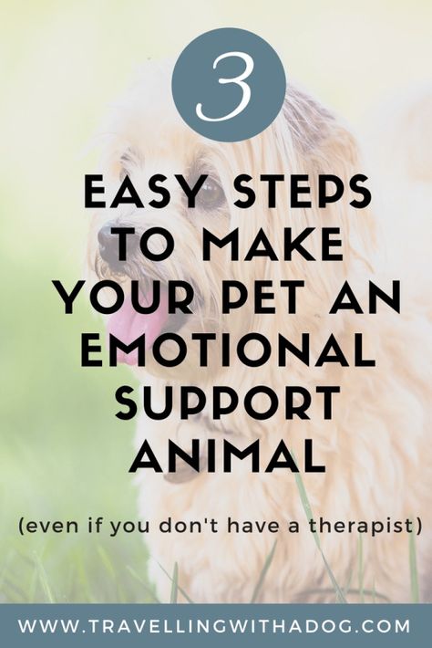 How To Train An Emotional Support Dog, Training An Emotional Support Dog, Esa Dog Training, Cats Emotions, Emotional Support Cat, Emotional Support Dog Training, Esa Dog, Cat Facts Text, Esa Letter