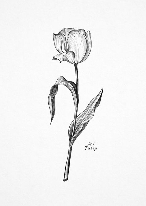 Tulip Sketch Simple, White Tulip Tattoo, Tulips Tattoo Design, Tulip Tattoo Design, Tulip Flower Tattoo, Tulips Tattoo, Tulip Flower Drawing, Dragon Tattoo Ideas, Tulip Drawing