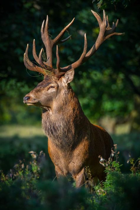 Yorkshire Photography, How To Brew Beer, Royal Stag, Water Deer, Deer Photography, Animal Themes, Deer Photos, Deer Pictures, Photography Group