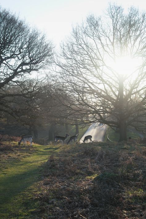 Stag Tattoo, Diary Entries, Fallow Deer, Richmond Park, Dancer Workout, Deer Park, Dream Cottage, Motor Scooters, Four Horsemen