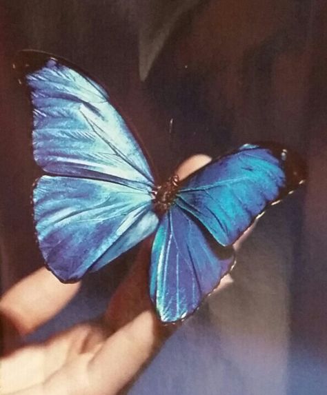 Beautiful Bright Blue Butterfly Blue Butterfly, Free Shipping, For Sale, Best Deals, Blue