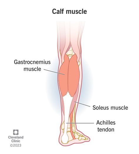 What Is the Calf Muscle? Anatomy Template, Calf Muscle Workout, Calf Muscle Pain, Muscle Names, Soleus Muscle, Gastrocnemius Muscle, Muscles Workout, Calf Pain, Types Of Muscles