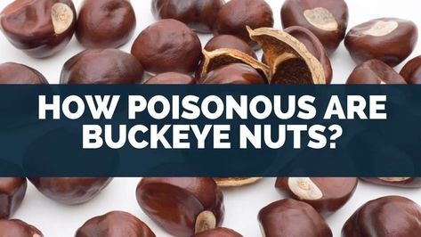 Buckeye Nut Crafts, Buckeye Tree, Buckeye Nut, Sweet Chestnut, Chestnut Trees, Tree Canopy, Hazelnut, Fudge, Sprouts