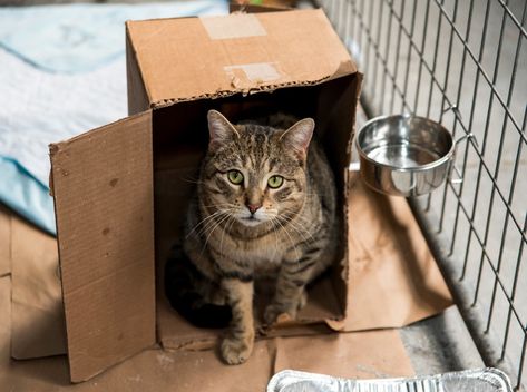 New York’s Model Commitment To Homeless Animals Homeless Animals, Homeless People, Cat Box, S Models, Pets Cats, Activities For Kids, Mood Board, Kitty, New York