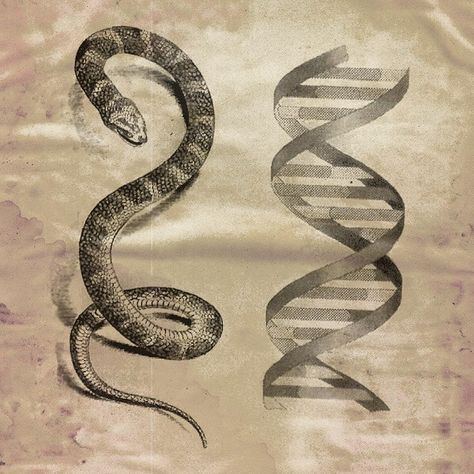 Roxana Villa on Instagram: “The Cosmic Serpent by Jeremy Narby about DNA and the Origins of Knowledge from 1998. 🐍The topic centered on the premise that shamans in…” The Cosmic Serpent, Cosmic Serpent Tattoo, Cosmic Serpent, Serpent Art, Dna Tattoo, Art Direction Advertising, Serpent Tattoo, African Spirituality, Flower Of Life