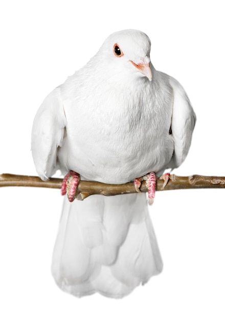 White pigeon dove sits isolated on a whi... | Premium Photo #Freepik #photo #white-bird #freedom-bird #white-pigeon #white-dove Stock Dove, White Pigeon, Drawing Reference Poses, Premium Photo, Pigeon, Drawing Reference, White Background, Stock Photos, White