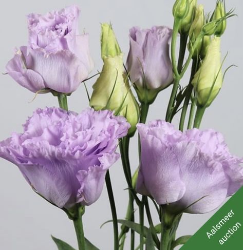 Listhanthus Flowers, Lisanthius Flowers, Eustoma Wedding, Lilac Lisianthus, Lavender Lisianthus, Bell Shaped Flowers, Purple Lisianthus, Lisianthus Flowers, Dutch Flowers