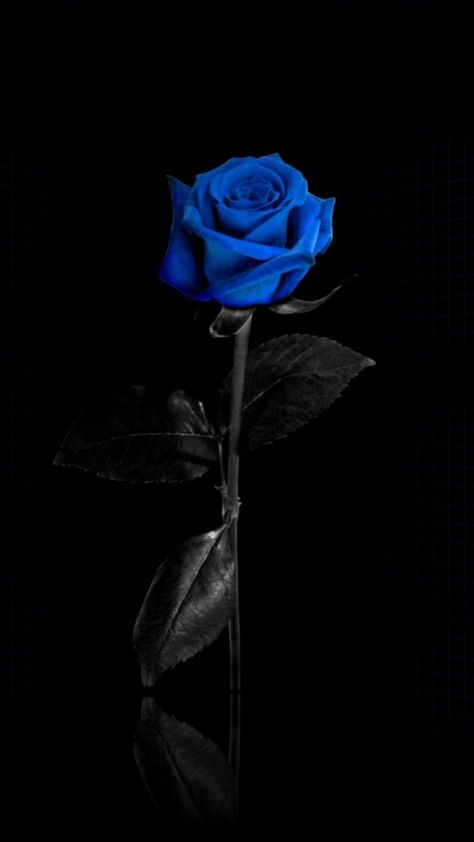 Wallpaper Iphone Roses, Black Roses Wallpaper, Blue Roses Wallpaper, Photo Bleu, Blue Rose Tattoos, Blue Flower Wallpaper, Aesthetic Roses, Rosé Aesthetic, Black Roses