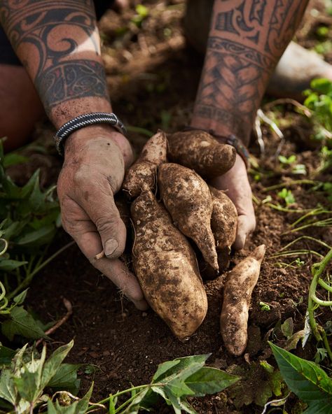 Traditional Māori foods | 100% Pure New Zealand Maori Recipes, Maori Food, Watercress Growing, Rat Food, Maori Culture, Inquiry Learning, New Zealand Food, Maori People, Green Lipped Mussel