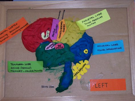 Students copied a diagram of the brain and built their own using playdough. Then matched the info tags to each area Diagram Of Brain, Diagram Of The Brain, Brain Diagram, Visual Memory, The Brain, Fun Stuff, Counseling, Homework, Brain