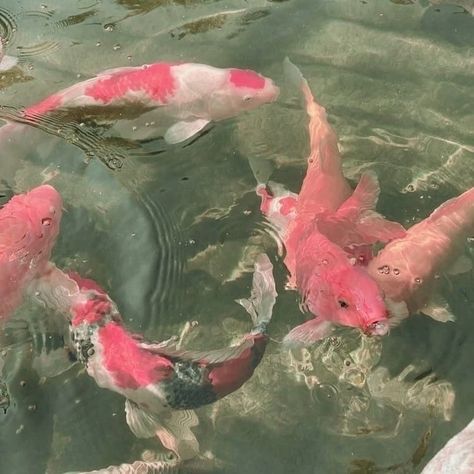 Pink Koi Fish, Koi Fish, Koi, Fish Pet, Fish, Pink, Animals, Quick Saves