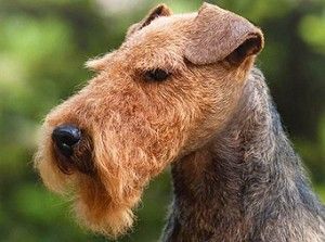 Welsh Terrier Tattoo, Welsh Terrier Grooming, Soft Coated Wheaten Terrier Haircuts, Welch Terrier, Grooming Salons, Wheaton Terrier Soft Coated, Mexican Hairless Dog, Welsh Rarebit, Airedale Dogs