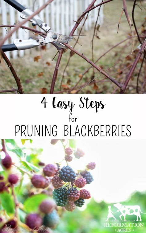 4 Easy Steps to Prune Blackberries VIDEO - Reformation Acres Transplant Blackberry Plants, Thornless Blackberry Bushes, Blackberry Plant Care, Trimming Blackberry Bushes, Pruning Thornless Blackberries, How To Prune Blackberry Bushes, Blackberry Plants Trellis, Pruning Blackberry Bushes, Trellis Blackberries