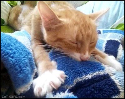 Ginger Cat kneading like a Boss Animated Cat Gif, Cat Kneading, Animated Cat, Cat Needs, Best Cat Gifs, Ginger Cat, Kitten Care, Sleepy Cat, Cat Behavior